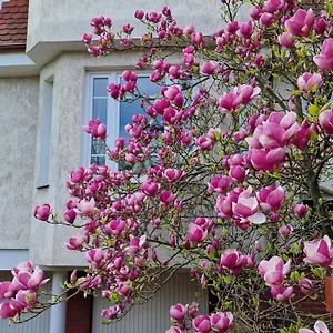 Magnolia Apartament
